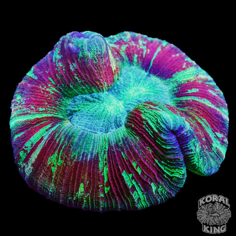 Dad's Pancakes Trachy