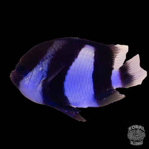 3 Stripe Damselfish