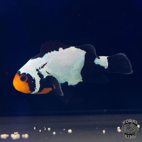 Designer Clownfish Mix