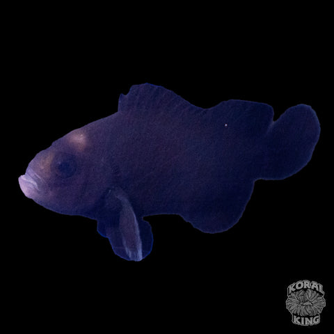 Midnight Clownfish