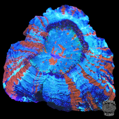 Divine Flame Acantho