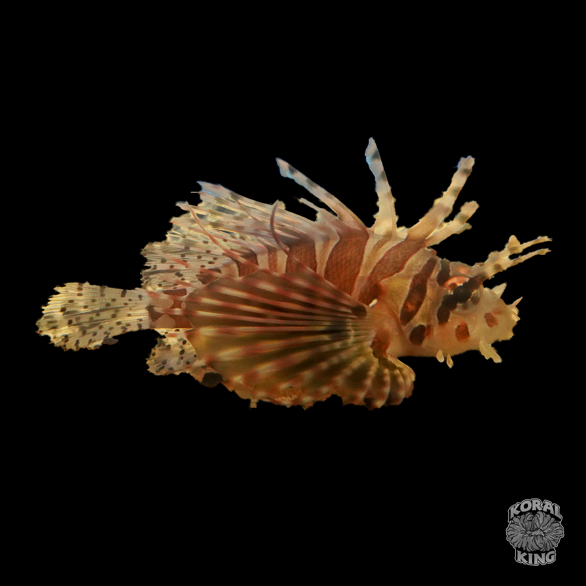 Dwarf Zebra Lionfish - Koral King