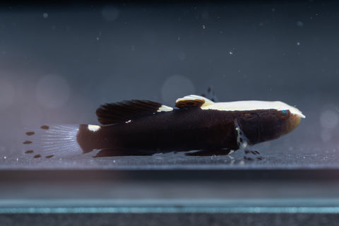 Whitecap Goby
