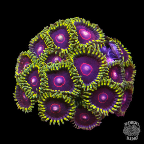 Eagles Eye Zoa Frag