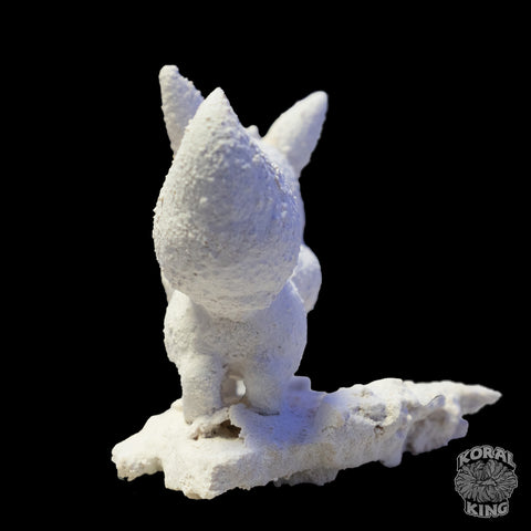 Eevee Rock Decor