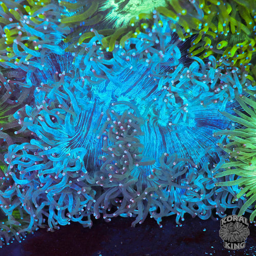 BLUE Elegance Colony