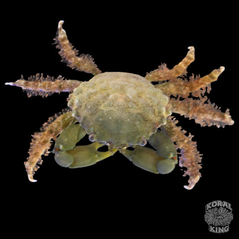 Emerald Crab