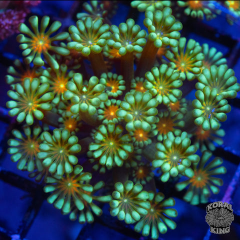 Emerald Petal Alveopora Frag