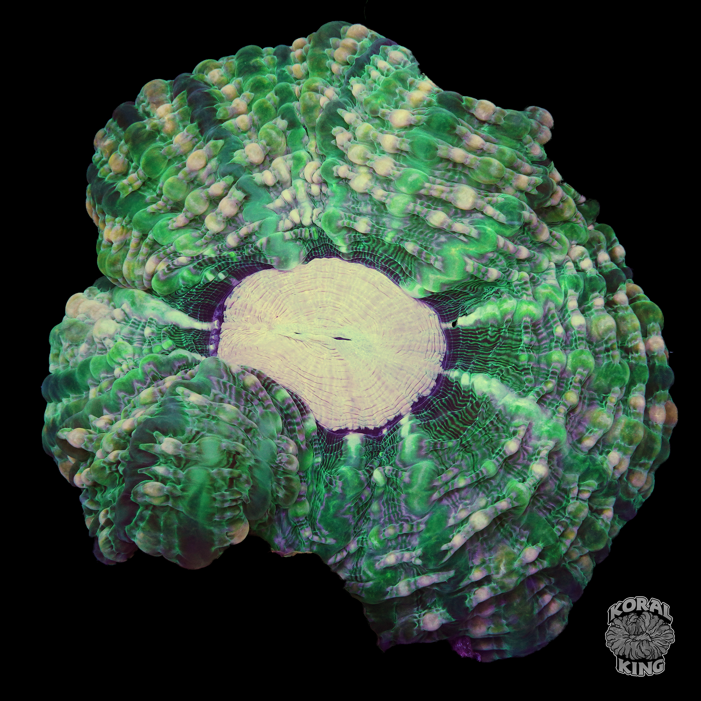 Emerald Splash Indophyllia - Koral King