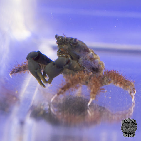 Emerald Crab