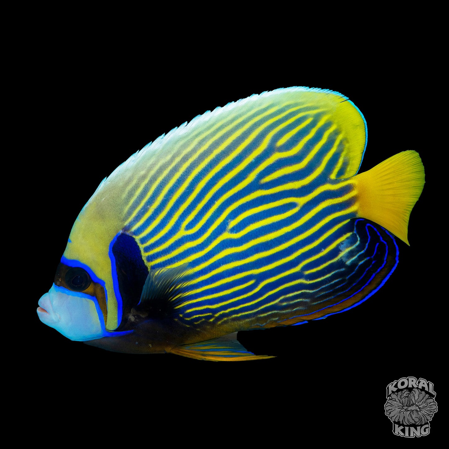 Emperor Angelfish - Koral King