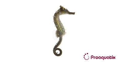 Erectus Seahorse – Proaquatix