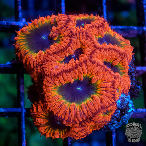 Event Horizon Blasto Frag