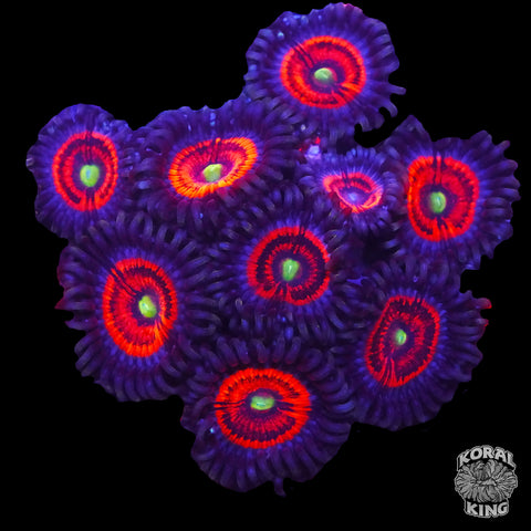 Everlasting Gobstopper Zoa