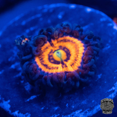 Everlasting Gobstopper Zoa