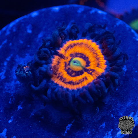 Everlasting Gobstopper Zoa