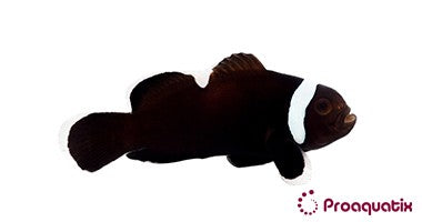 Extreme Misbar Black Clownfish – Proaquatix