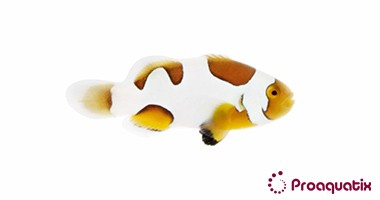 Extreme Picasso Clownfish – Proaquatix