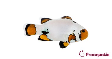 Extreme Snowflake Clownfish – Proaquatix