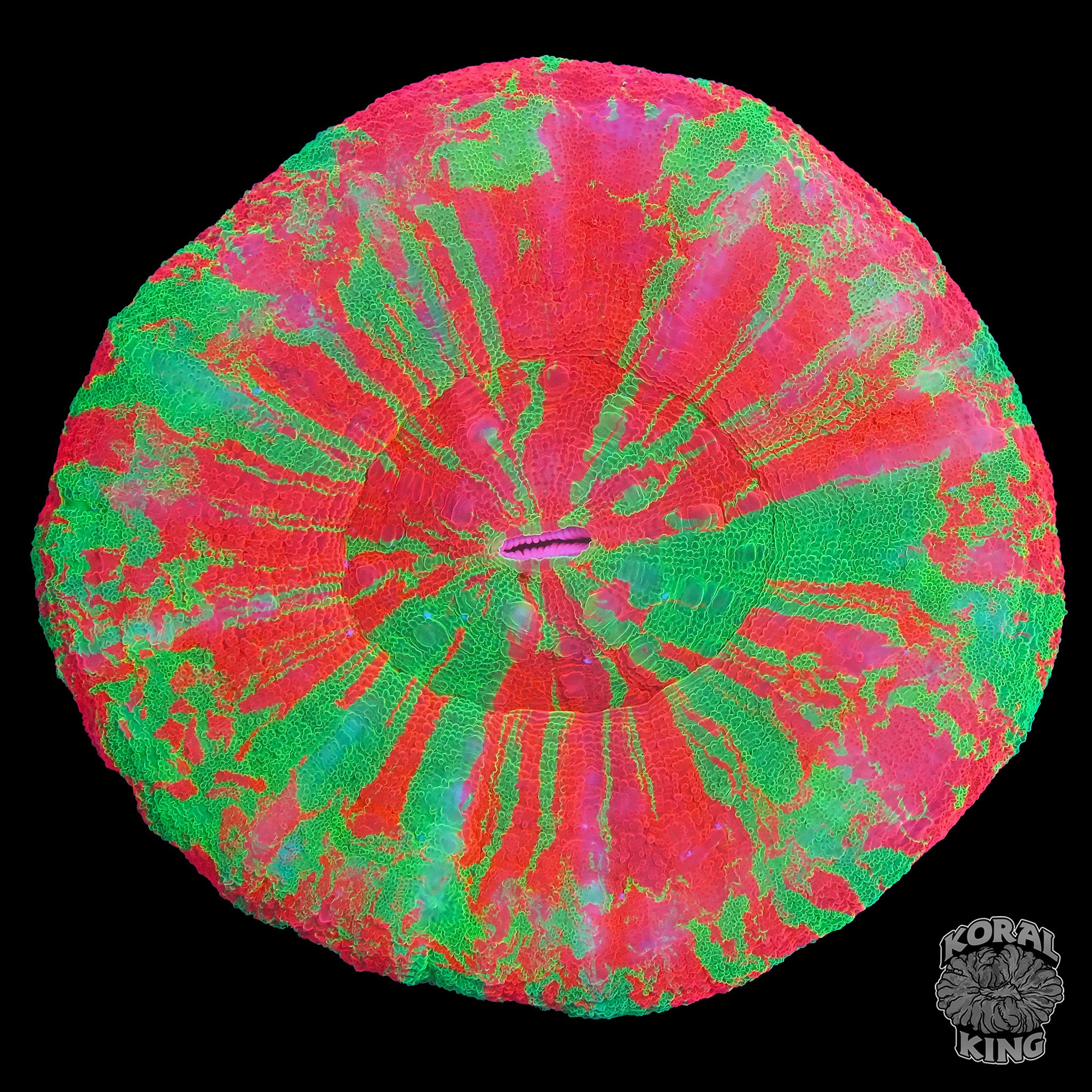 Extreme Bleeding Apple Scoly – Koral King