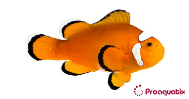 Extreme Misbar Ocellaris Clownfish – Proaquatix