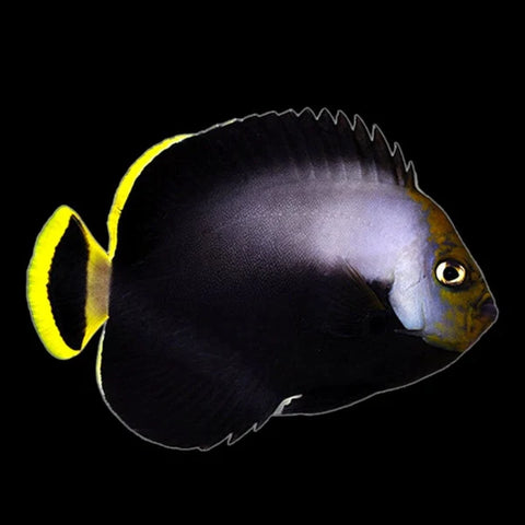 Velvet Angelfish
