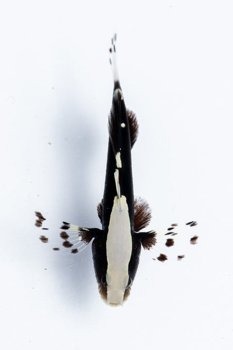 Whitecap Goby