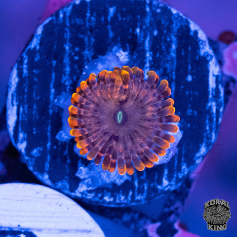 Fairy Fart Zoa