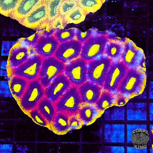 Dragon Soul Favia Colony