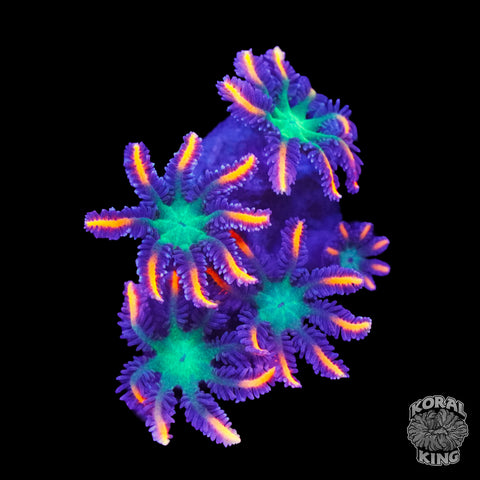 Firework Clove Polyp