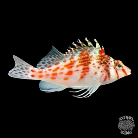 Falco Hawkfish