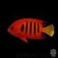 Flame Angelfish