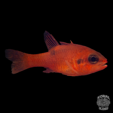 KK Flame Cardinalfish