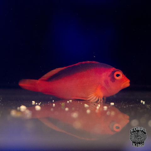 Flame Hawkfish