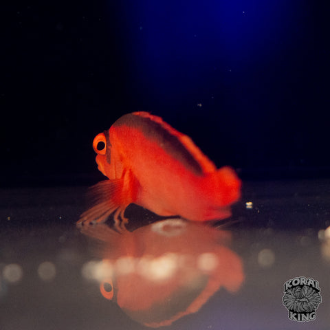 Flame Hawkfish