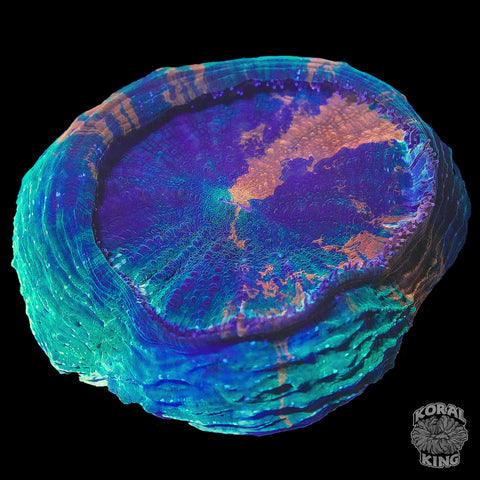 Forest Lava Acantho