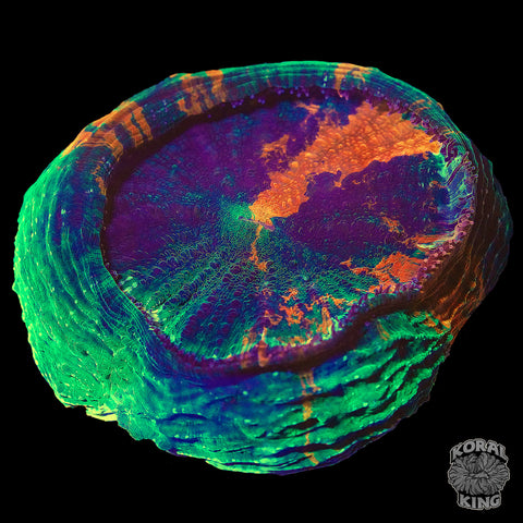 Forest Lava Acantho