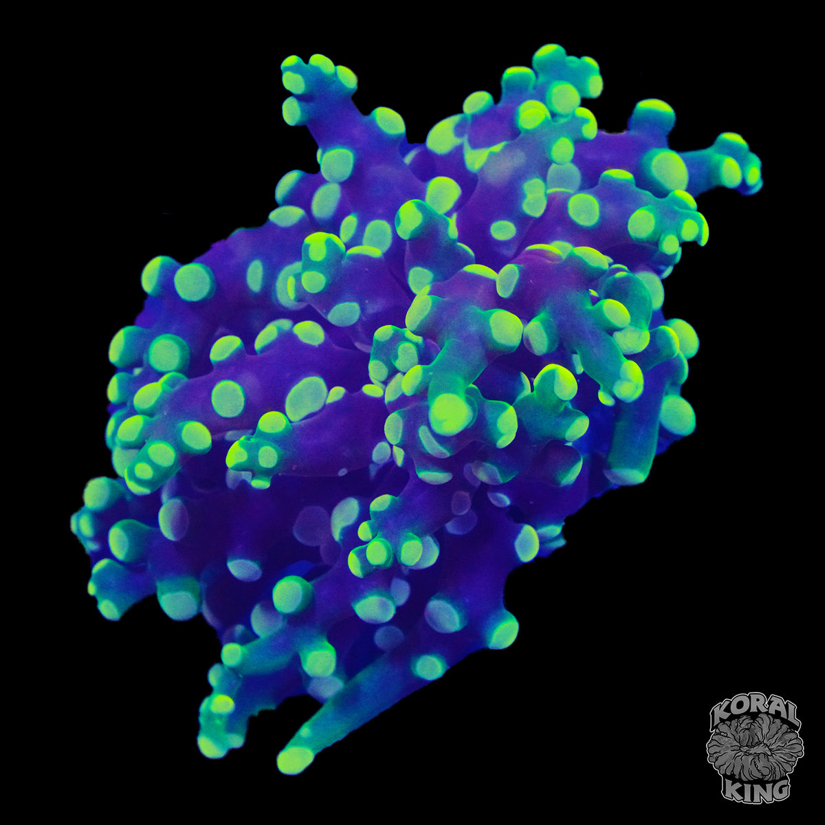 Frogspawn – Koral King