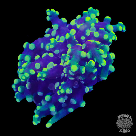 Frogspawn