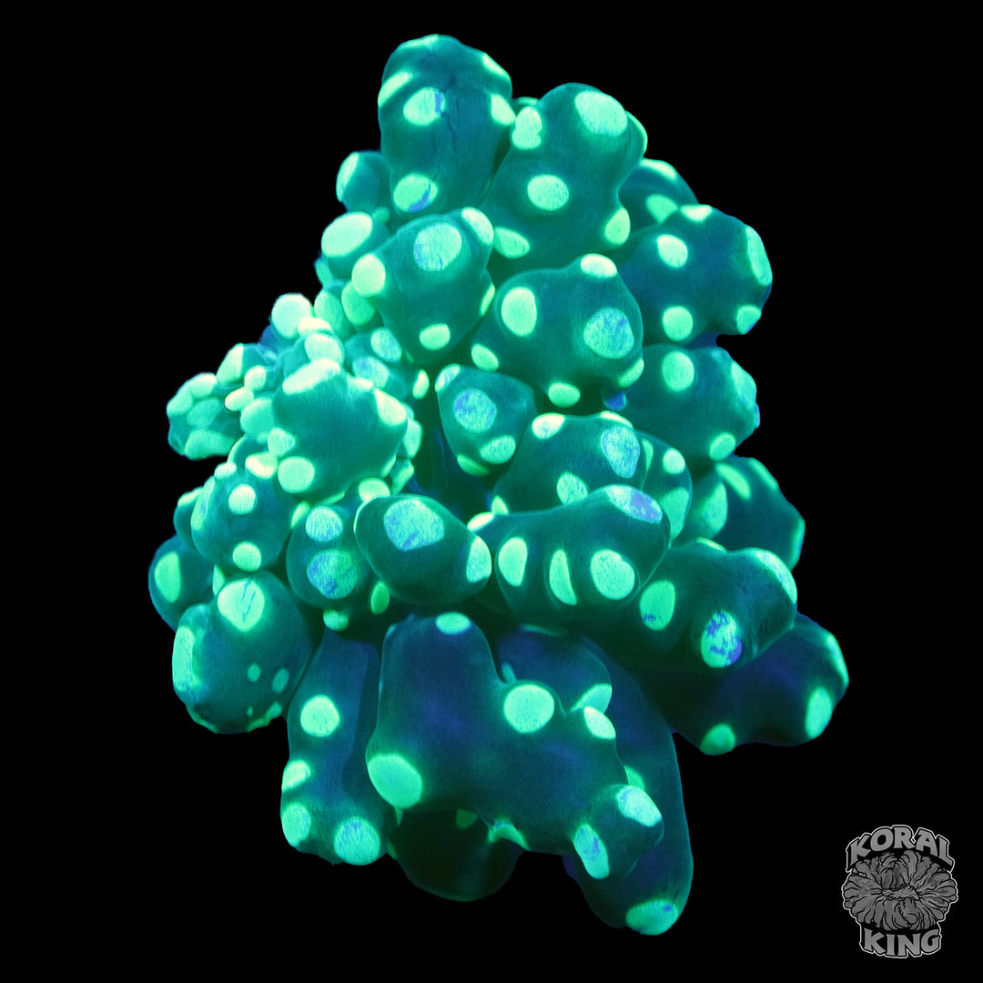 Frogspawn Block Frogspawn β Koral King