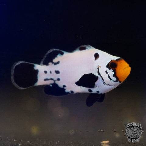 Frostbite Clownfish
