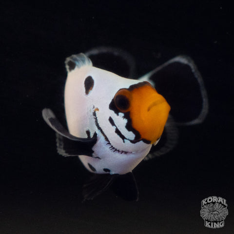 Frostbite Clownfish