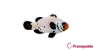 Frostbite Clownfish – Proaquatix