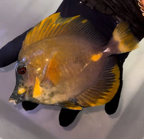 Tri Color Blue Face Koi