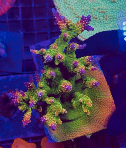 Rainbow Loom Acropora Frag