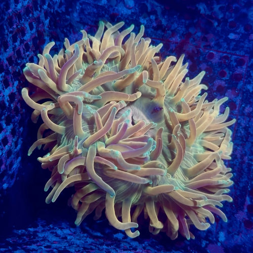Long Tentacle Anemone (LTA) WYSIWYG