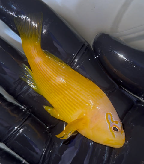 Tahitian Golden Hawkfish