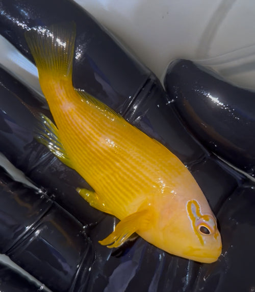 Tahitian Golden Hawkfish