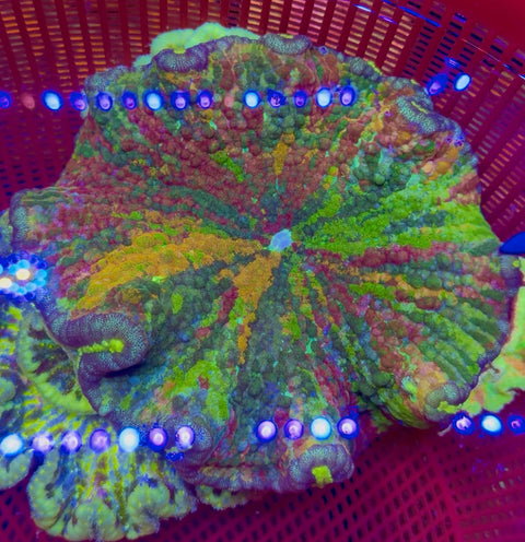 Rainbow Pizza Anemone