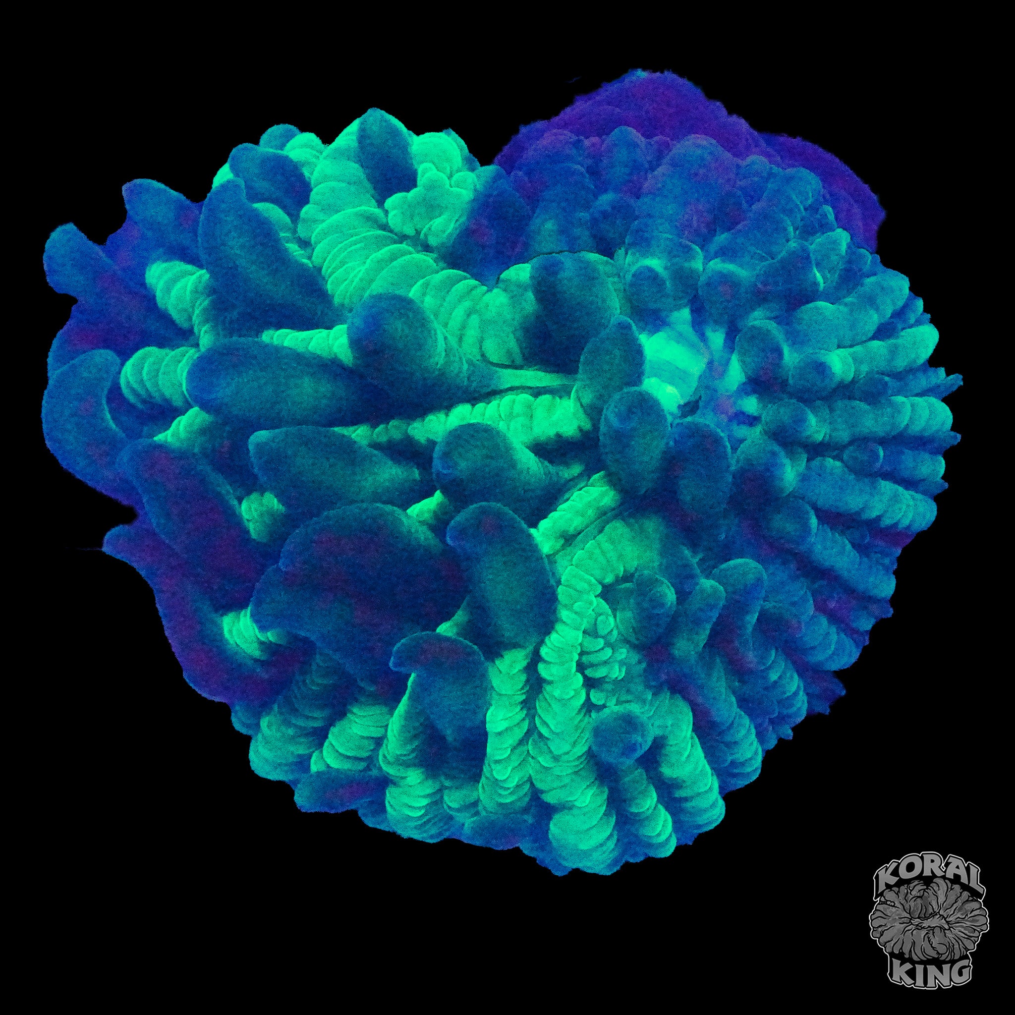 Corals – Koral King